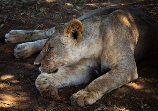 Lioness resting, Coast Province, Tsavo East National Park, Kenya