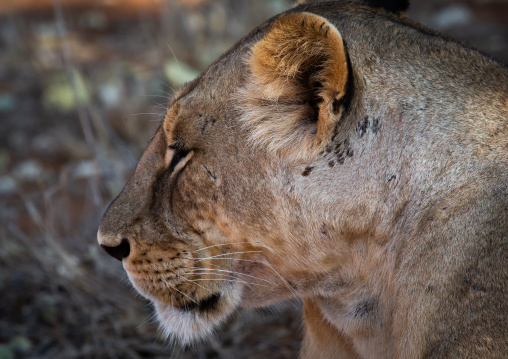 Lioness looking away, Coast Province, Tsavo East National Park, Kenya