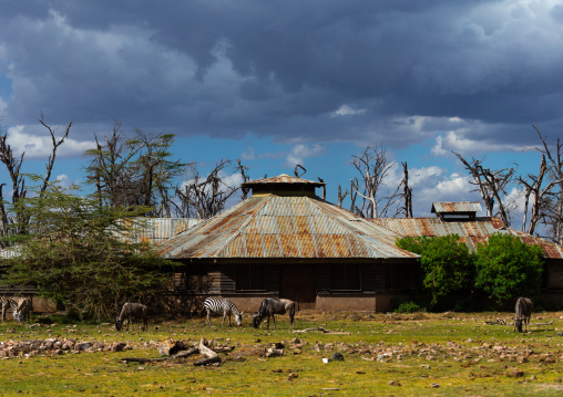 Wildebeests and zebras in front of an abandonned hotel overflooded by water, Kajiado County, Amboseli, Kenya