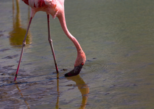 Pink flamingo eating in a lake, Kajiado County, Amboseli, Kenya