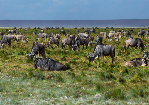 Wildebeests, Kajiado County, Amboseli, Kenya