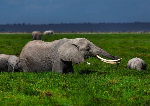 Elephants (Loxodonta africana) feeding in the green grassland, Kajiado County, Amboseli, Kenya