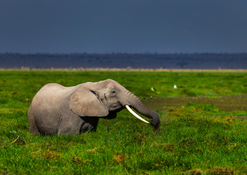 Elephant (Loxodonta africana) feeding in the green grassland, Kajiado County, Amboseli, Kenya