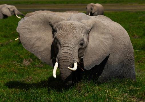 Elephants (Loxodonta africana) feeding in the green grassland, Kajiado County, Amboseli, Kenya