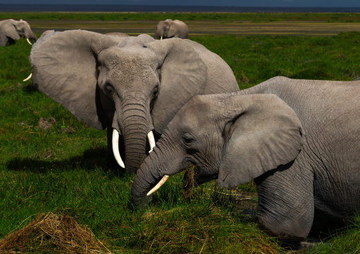Elephants (Loxodonta africana) feeding in the green grassland, Kajiado County, Amboseli, Kenya