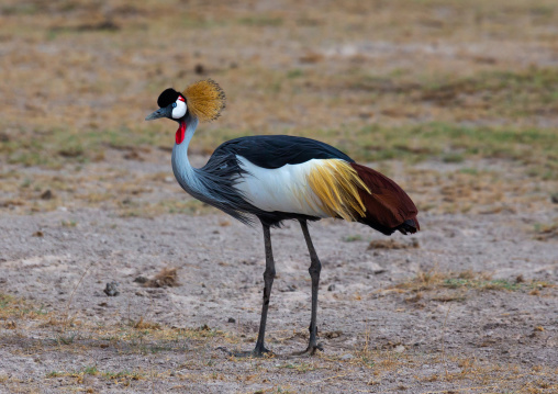 Grey crowned crane (Balearica regulorum), Kajiado County, Amboseli, Kenya