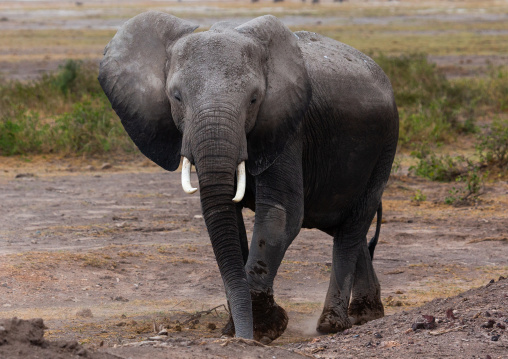 Elephant (Loxodonta africana), Kajiado County, Amboseli, Kenya