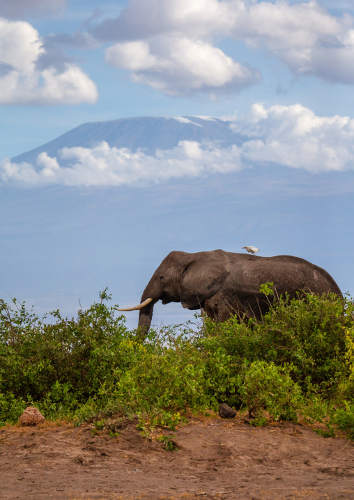 Elephant (Loxodonta africana) in front of mount Kilimanjaro, Kajiado County, Amboseli, Kenya