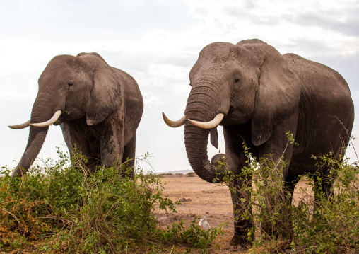 Elephants (Loxodonta africana), Kajiado County, Amboseli, Kenya