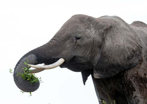 Elephant (Loxodonta africana) eating grass, Kajiado County, Amboseli, Kenya