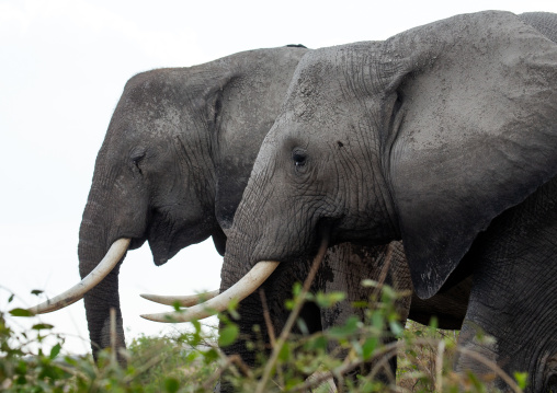 Elephant (Loxodonta africana), Kajiado County, Amboseli, Kenya