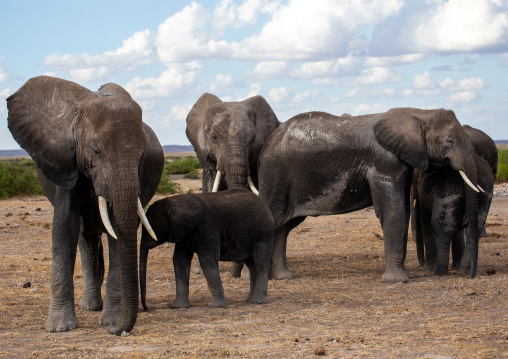 Herd of elephants (Loxodonta africana), Kajiado County, Amboseli, Kenya