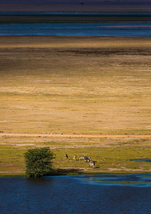Zebras in a swamp landscape, Kajiado County, Amboseli, Kenya
