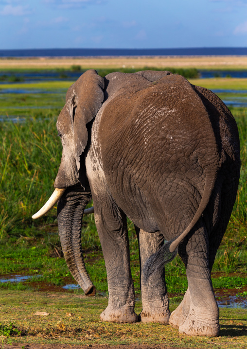 Elephant (Loxodonta africana), Kajiado County, Amboseli, Kenya