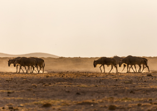 Wildebeests in the dust, Kajiado County, Amboseli, Kenya