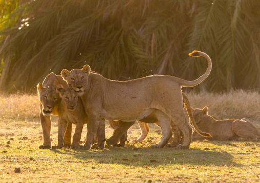 Tenderness time in a lions family, Kajiado County, Amboseli, Kenya