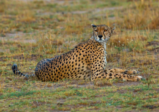 Cheetah (acinonyx jubatus) resting, Kajiado County, Amboseli, Kenya