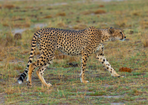 Cheetah (acinonyx jubatus) walking, Kajiado County, Amboseli, Kenya