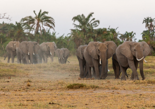 Herd of elephants (Loxodonta africana), Kajiado County, Amboseli, Kenya