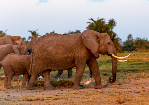 Herd of elephants (Loxodonta africana), Kajiado County, Amboseli, Kenya