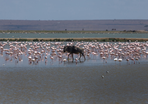 Wildebeest and pink flamingos in a lake, Kajiado County, Amboseli, Kenya