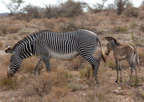 Grevy's Zebra (Equus grevyi) with her baby, Samburu County, Samburu National Reserve, Kenya