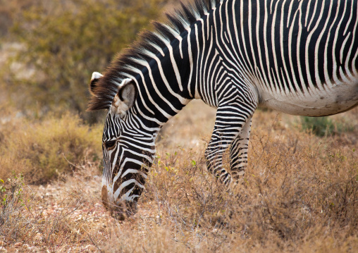 Grevy's Zebra (Equus grevyi) eating grass, Samburu County, Samburu National Reserve, Kenya