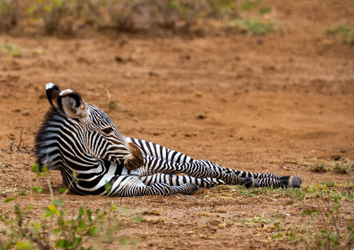 Grevy's Zebra (Equus grevyi) baby resting, Samburu County, Samburu National Reserve, Kenya