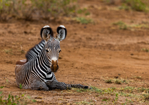 Grevy's Zebra (Equus grevyi) baby resting, Samburu County, Samburu National Reserve, Kenya