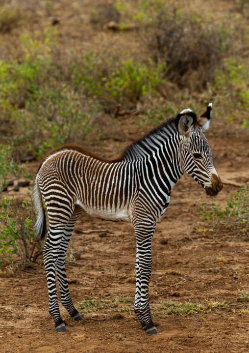 Grevy's Zebra (Equus grevyi) baby, Samburu County, Samburu National Reserve, Kenya