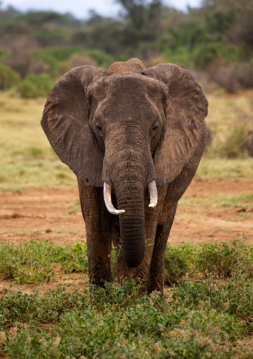 Elephant (Loxodonta africana), Samburu County, Samburu National Reserve, Kenya