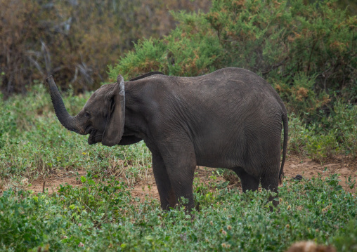 Elephant (Loxodonta africana), Samburu County, Samburu National Reserve, Kenya