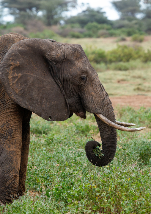 Elephant (Loxodonta africana), Samburu County, Samburu National Reserve, Kenya