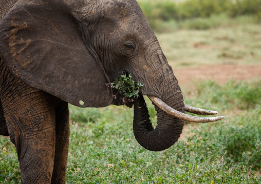 Elephant (Loxodonta africana) eating grass, Samburu County, Samburu National Reserve, Kenya