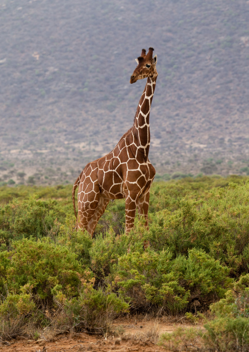 Giraffe in the bush, Samburu County, Samburu National Reserve, Kenya