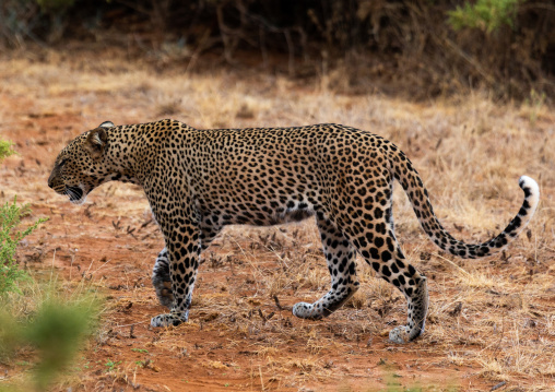 Wild African Leopard, Samburu County, Samburu National Reserve, Kenya