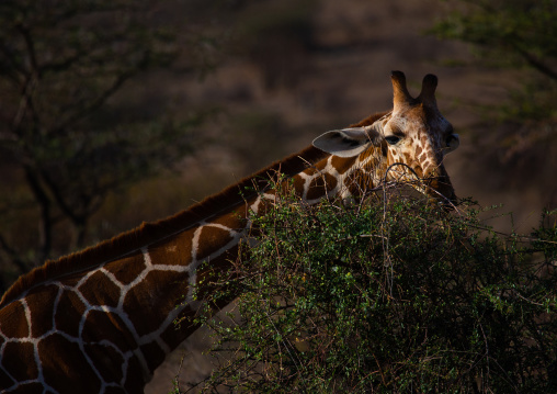 Reticulated giraffe (Giraffa camelopardalis reticulata) in the bush, Samburu County, Samburu National Reserve, Kenya