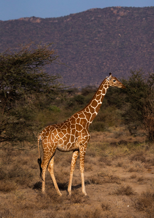 Giraffe in the bush, Samburu County, Samburu National Reserve, Kenya