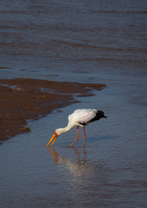 Yellow-billed Stork (Mycteria ibis), Samburu County, Samburu National Reserve, Kenya