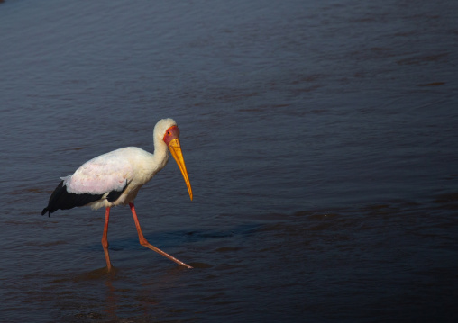 Yellow-billed Stork (Mycteria ibis), Samburu County, Samburu National Reserve, Kenya