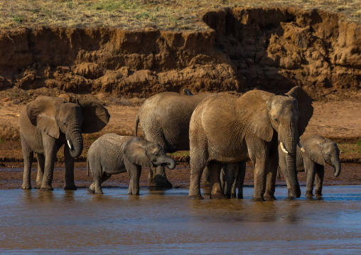 Herd of elephants (Loxodonta africana) with babies crossing a river, Samburu County, Samburu National Reserve, Kenya