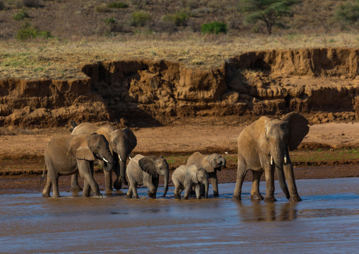 Herd of elephants (Loxodonta africana) with babies crossing a river, Samburu County, Samburu National Reserve, Kenya