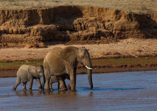 Herd of elephants (Loxodonta africana) crossing a river, Samburu County, Samburu National Reserve, Kenya