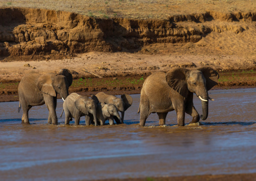 Herd of elephants (Loxodonta africana) with babies crossing a river, Samburu County, Samburu National Reserve, Kenya