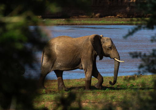 Elephant mother with her baby (Loxodonta africana), Samburu County, Samburu National Reserve, Kenya