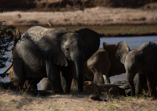Elephant mother with her baby (Loxodonta africana), Samburu County, Samburu National Reserve, Kenya