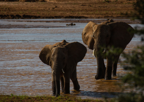 Elephant mother with her baby (Loxodonta africana), Samburu County, Samburu National Reserve, Kenya