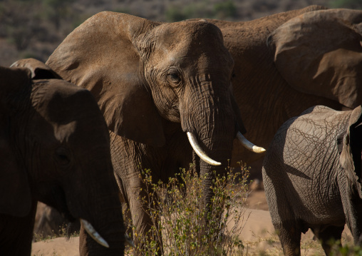 Elephant mother with her baby (Loxodonta africana), Samburu County, Samburu National Reserve, Kenya