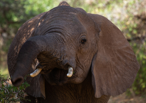 Elephant mother with her baby (Loxodonta africana), Samburu County, Samburu National Reserve, Kenya