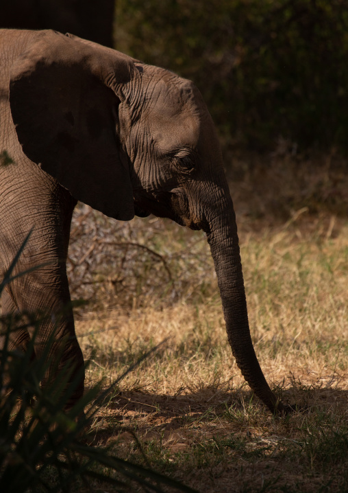 Elephant mother with her baby (Loxodonta africana), Samburu County, Samburu National Reserve, Kenya
